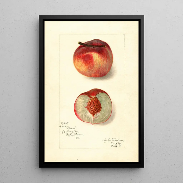 Reproduktion des Gemäldes Prunus persica Oscar - Amanda Almira Newton