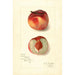 Reproduktion des Gemäldes Prunus persica Oscar - Amanda Almira Newton
