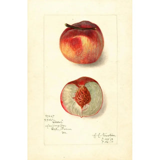 Amanda Almira Newton - Prunus persica Oscar.webp