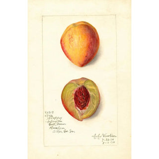 Amanda Almira Newton - Prunus persica Slappy.webp