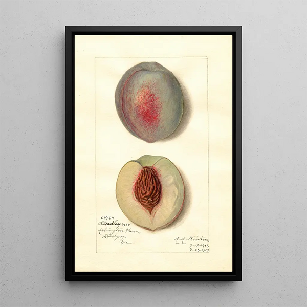 Reproduktion des Gemäldes Prunus persica Steadley - Amanda Almira Newton