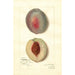 Reproduktion des Gemäldes Prunus persica Steadley - Amanda Almira Newton