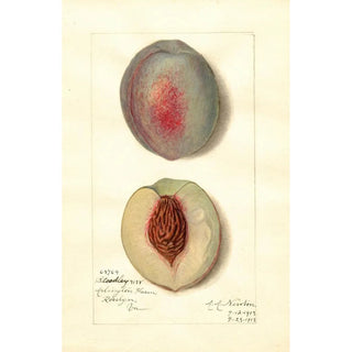 Amanda Almira Newton - Prunus persica Steadley.webp