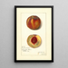 Prunus persica Worthen - Amanda Almira Newton — gerahmtes Bild an der Wand