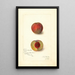 Prunus persica Yellow Rare Ripe - Amanda Almira Newton — gerahmtes Bild an der Wand