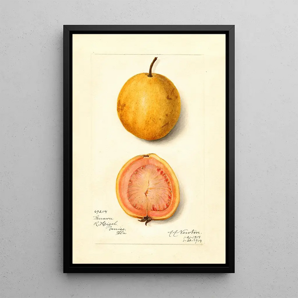 Reproduktion des Gemäldes Psidium guajava Guave - Amanda Almira Newton