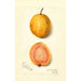 Reproduktion des Gemäldes Psidium guajava Guave - Amanda Almira Newton