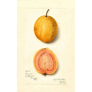 Amanda Almira Newton - Psidium guajava Guava.webp