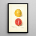 Psidium guajava Stuhl Rot - Amanda Almira Newton — gerahmtes Bild an der Wand