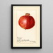 Reproduktion des Gemäldes Punica granatum Wonderful - Amanda Almira Newton
