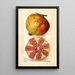 Punica granatum - Amanda Almira Newton — gerahmtes Bild an der Wand