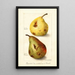Reproduktion des Gemäldes Pyrus communis - Amanda Almira Newton