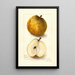Reproduktion des Gemäldes Pyrus communis Ostern - Amanda Almira Newton