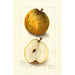 Reproduktion des Gemäldes Pyrus communis Ostern - Amanda Almira Newton