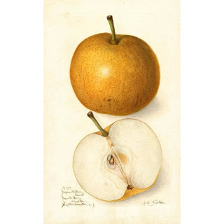 Amanda Almira Newton - Pyrus communis Japan Golden Russet.webp