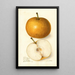 Pyrus communis Japan Golden Russet - Amanda Almira Newton — gerahmtes Bild an der Wand
