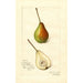 Pyrus communis Rostiezer - Amanda Almira Newton — Ansicht des Kunstwerks