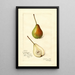 Pyrus communis Rostiezer - Amanda Almira Newton — gerahmtes Bild an der Wand