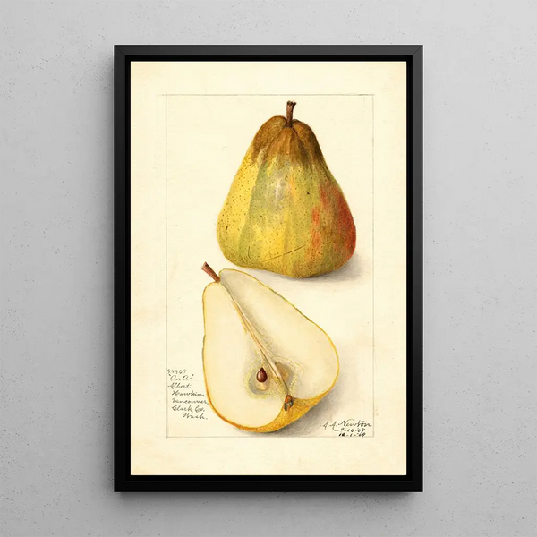 Reproduktion des Gemäldes Pyrus communis Souvenir du Congrès - Amanda Almira Newton