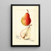 Reproduktion des Gemäldes Pyrus communis Wilder Early - Amanda Almira Newton
