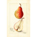 Reproduktion des Gemäldes Pyrus communis Wilder Early - Amanda Almira Newton
