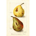 Reproduktion des Gemäldes Pyrus communis - Amanda Almira Newton