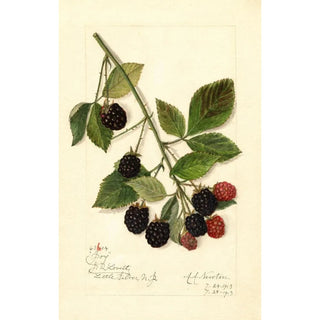 Amanda Almira Newton - Rubus Joy.webp