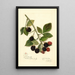Rubus Joy - Amanda Almira Newton — gerahmtes Bild an der Wand