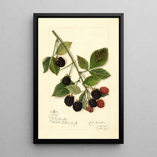 Amanda Almira Newton - Rubus Joy.webp