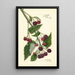 Rubus Schaffer - Amanda Almira Newton — gerahmtes Bild an der Wand