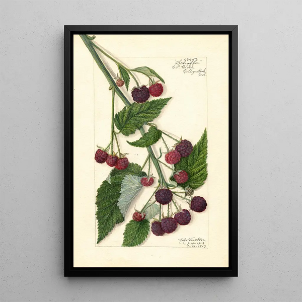 Rubus Schaffer - Amanda Almira Newton — gerahmtes Bild an der Wand