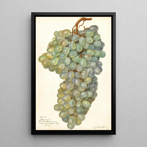Reproduktion des Gemäldes Vitis Almeria - Amanda Almira Newton