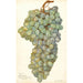 Reproduktion des Gemäldes Vitis Almeria - Amanda Almira Newton