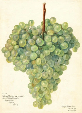 Amanda Almira Newton - Vitis Clarette a Gros Grains.webp