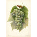 Reproduktion des Gemäldes Vitis Diamond - Amanda Almira Newton