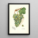 Reproduktion des Gemäldes Vitis Geraldine - Amanda Almira Newton