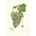Reproduktion des Gemäldes Vitis Geraldine - Amanda Almira Newton