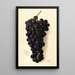 Vitis Goolabie - Amanda Almira Newton — gerahmtes Bild an der Wand