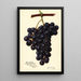 Reproduktion des Gemäldes Vitis King Philip - Amanda Almira Newton