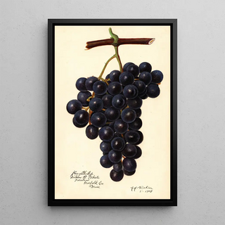 Amanda Almira Newton - Vitis King Philip.webp