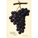 Reproduktion des Gemäldes Vitis King Philip - Amanda Almira Newton