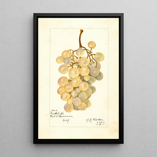 Amanda Almira Newton - Vitis Kurtelaska.webp