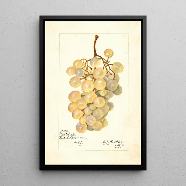 Vitis Kurtelaska - Amanda Almira Newton — gerahmtes Bild an der Wand