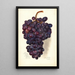 Reproduktion des Gemäldes Vitis Malakoff Isjum - Amanda Almira Newton