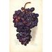 Reproduktion des Gemäldes Vitis Malakoff Isjum - Amanda Almira Newton