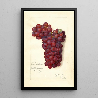 Amanda Almira Newton - Vitis Mammoth Delaware.webp