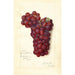 Reproduktion des Gemäldes Vitis Mammoth Delaware - Amanda Almira Newton