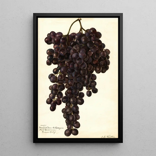 Amanda Almira Newton - Vitis Muscat Noir de Hangrie.webp