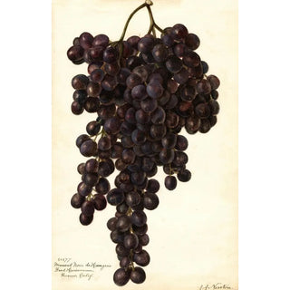 Amanda Almira Newton - Vitis Muscat Noir de Hangrie.webp