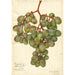 Vitis Muscat d'Alexandrie - Amanda Almira Newton — Ansicht des Kunstwerks